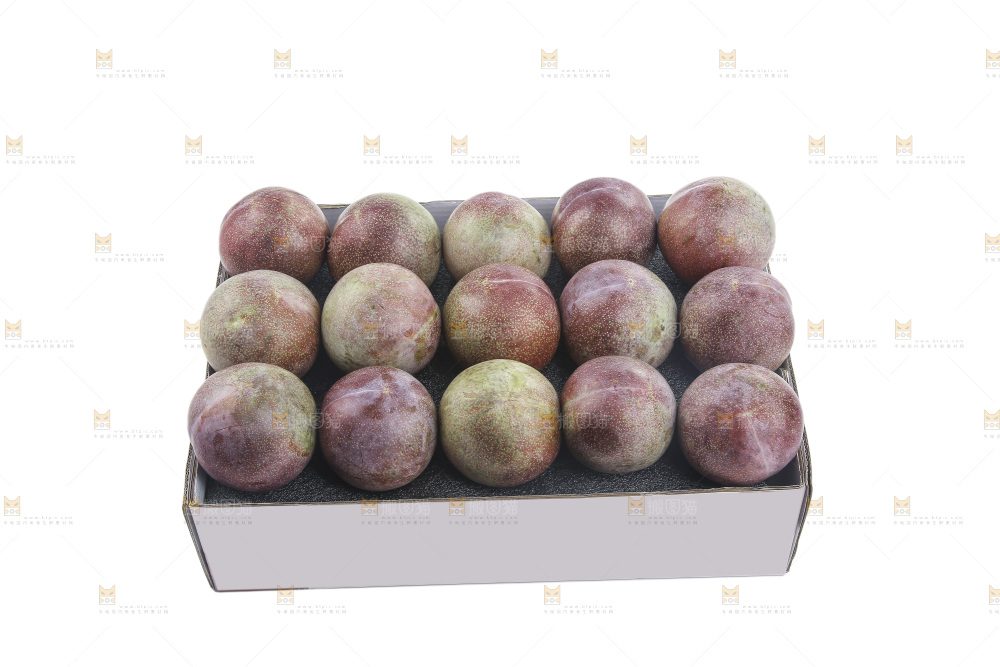 白底上的恐龙蛋李