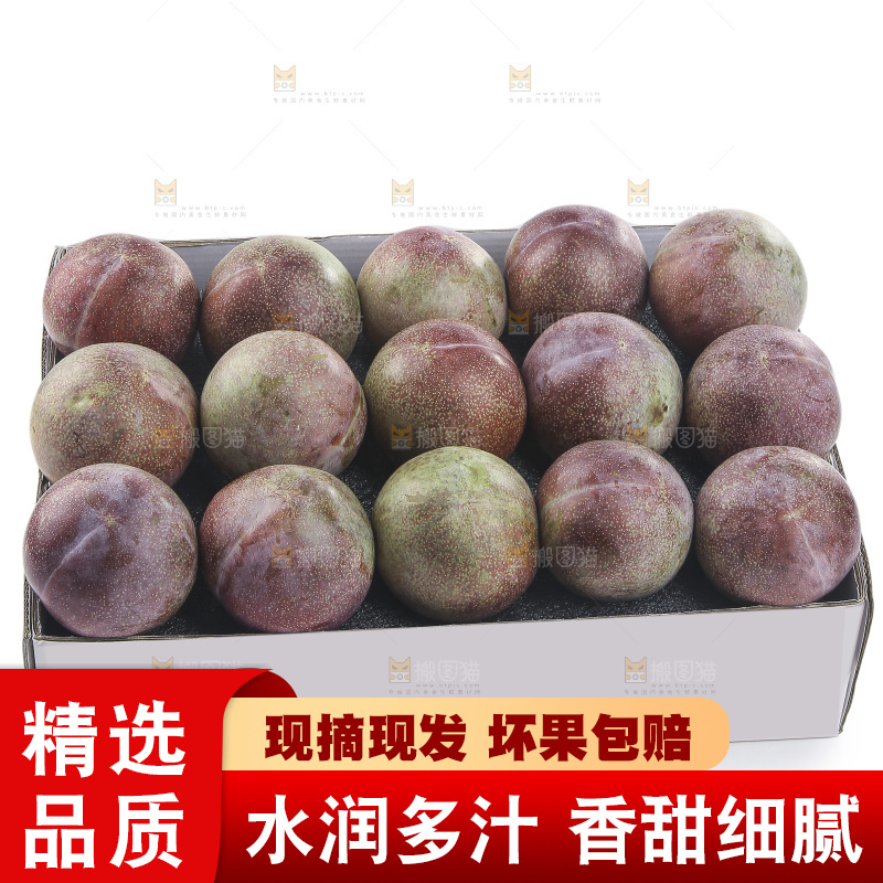 白底上的恐龙蛋李