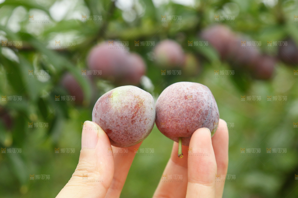 树上的新鲜红脆李