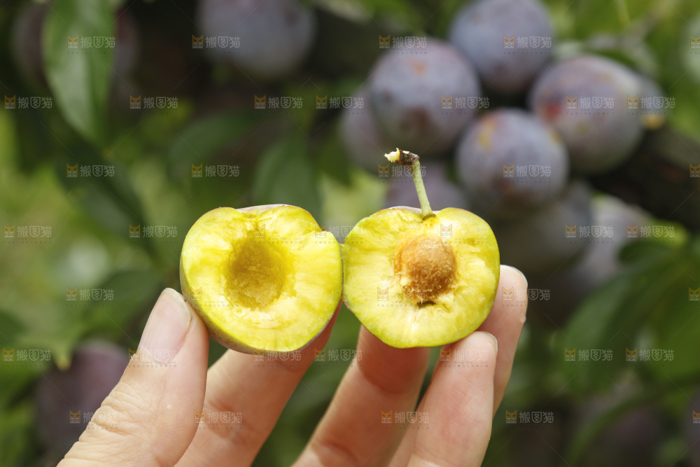 树上的新鲜红脆李