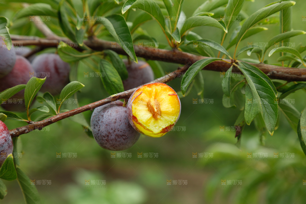 手里拿着红脆脱骨李