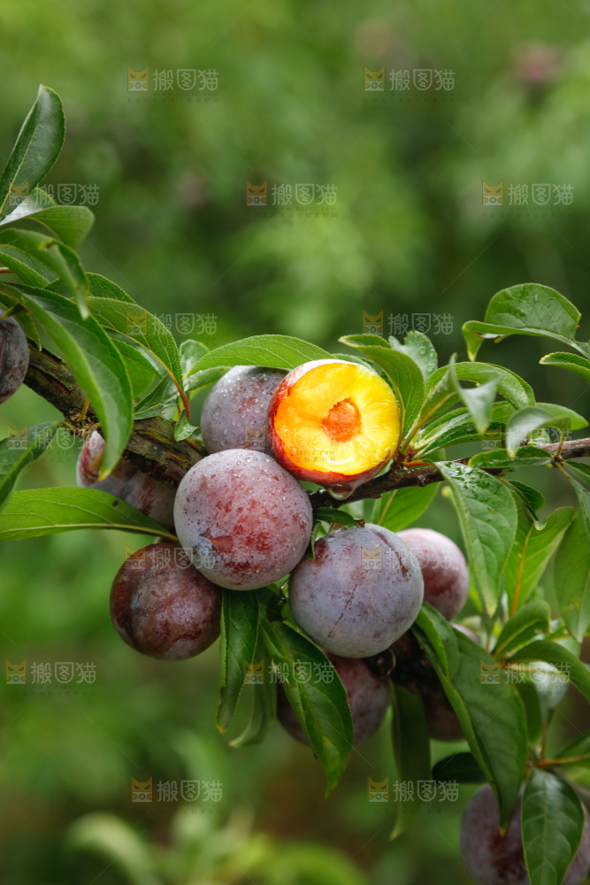 树上的新鲜红脆李
