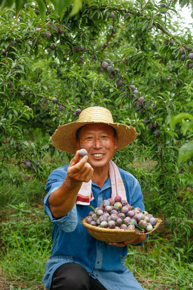 手里拿着红脆脱骨李
