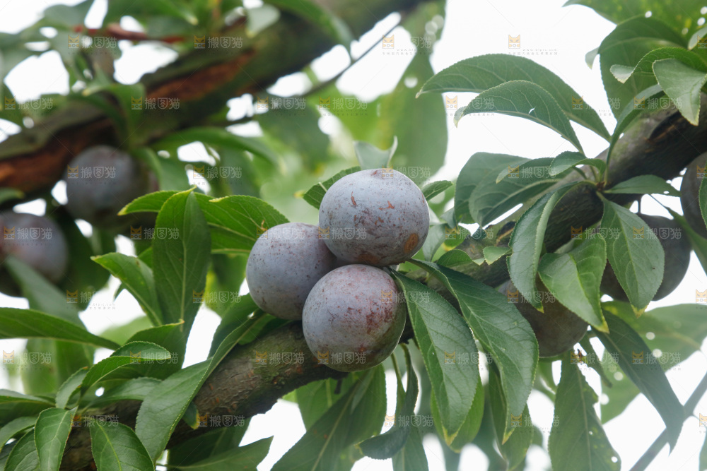 树上的新鲜红脆李