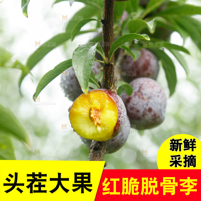 树上的新鲜红脆李