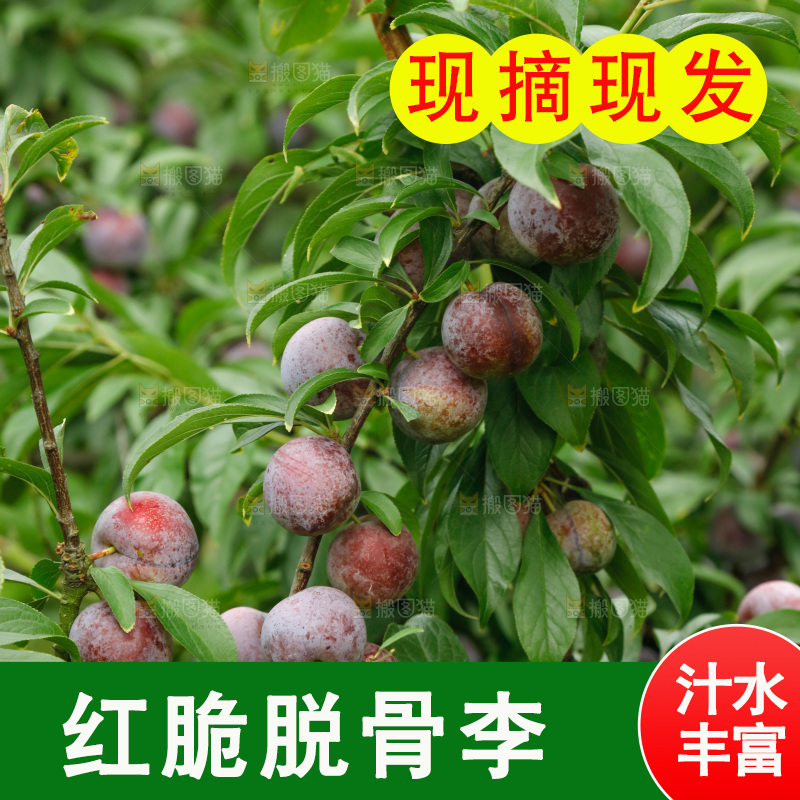 树上的新鲜红脆李
