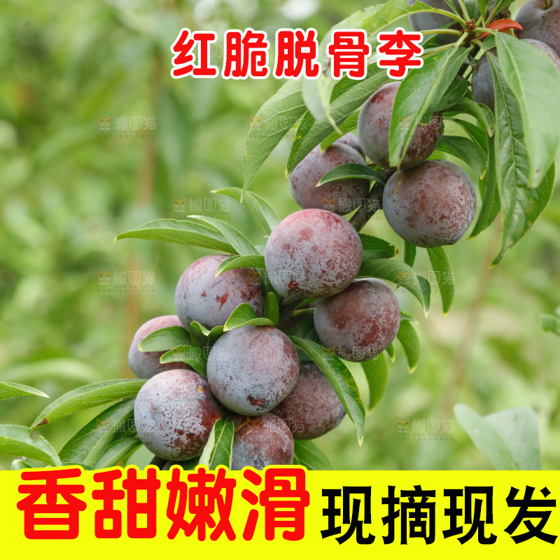 树上的新鲜红脆李