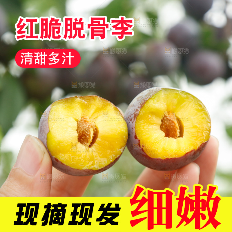 树上的新鲜红脆李