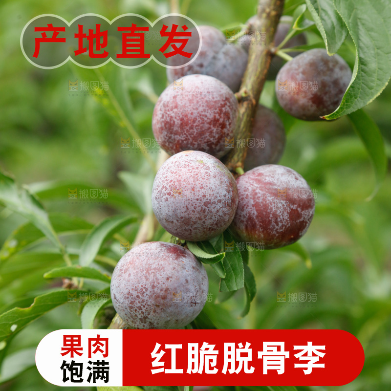 树上的新鲜红脆李