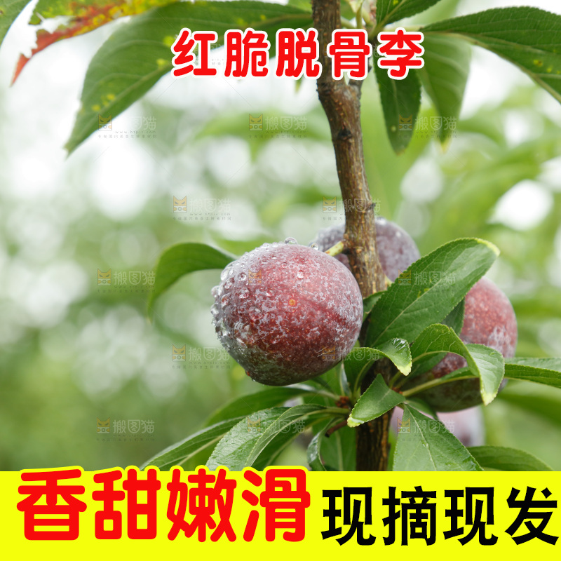 树上的新鲜红脆李