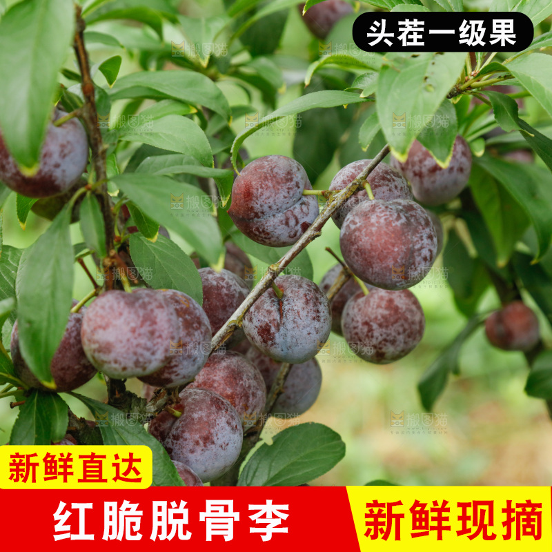 树上的新鲜红脆李