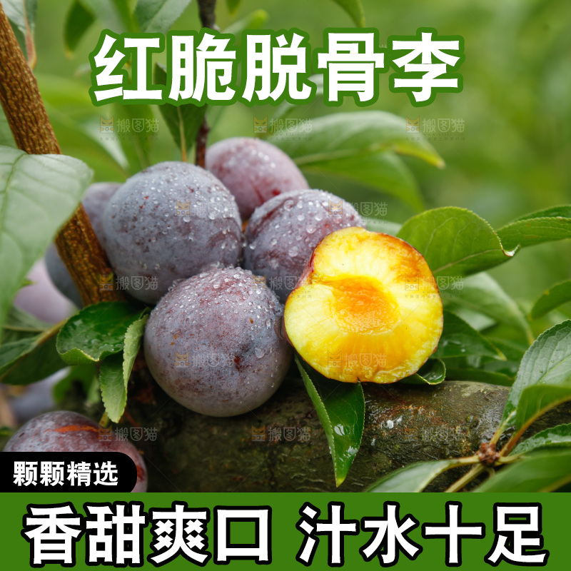 树上的新鲜红脆李