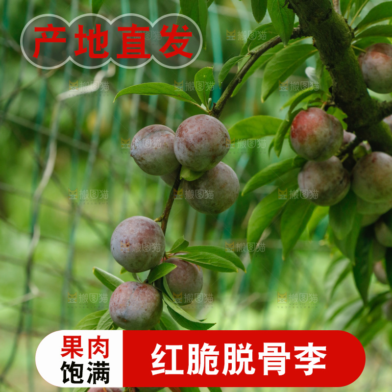 树上的新鲜红脆李