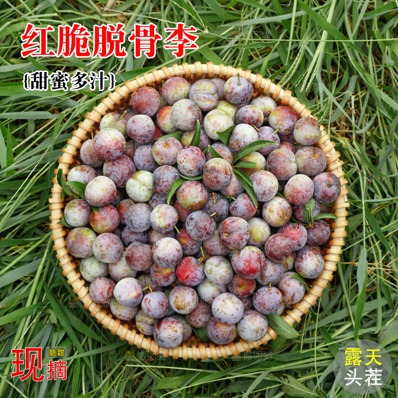 地上的现摘红脆李