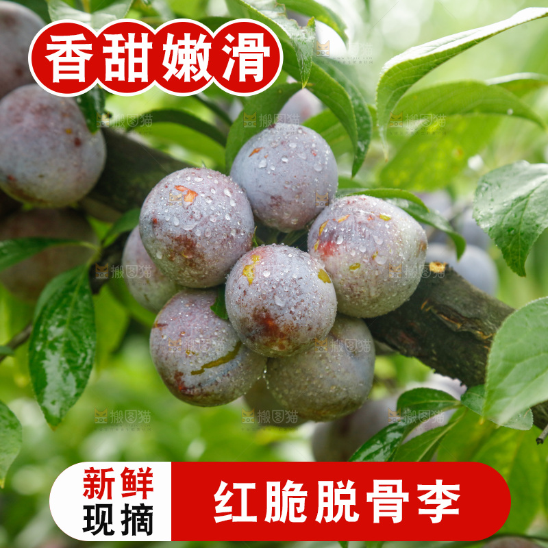 树上的新鲜红脆李