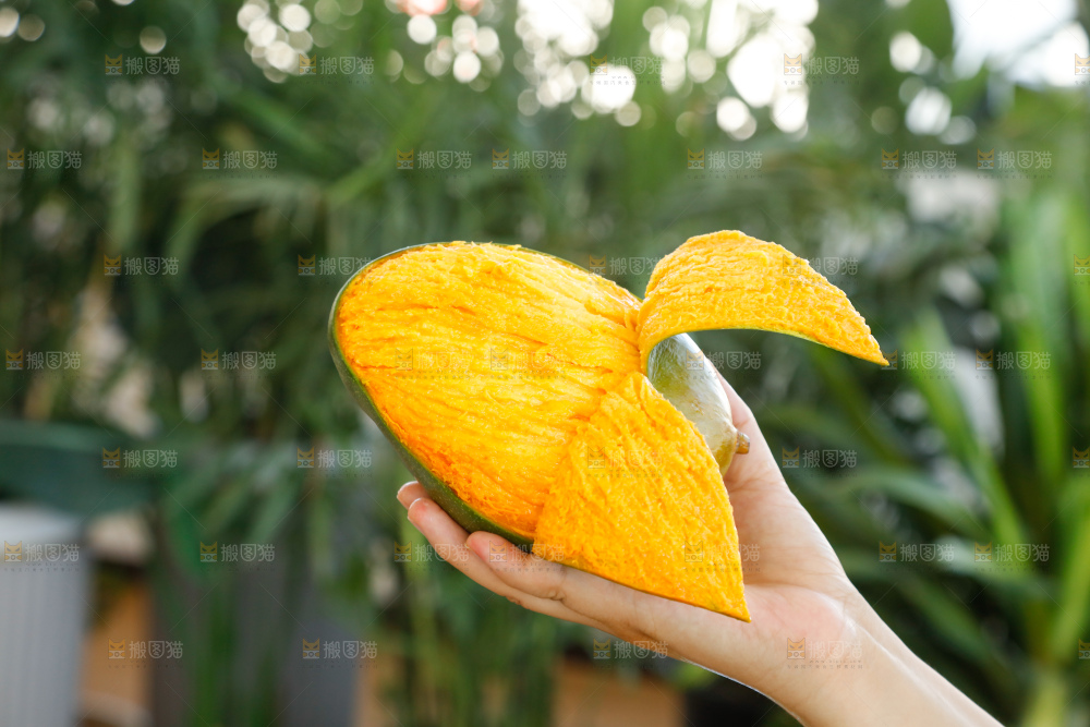 手里拿着凯特芒