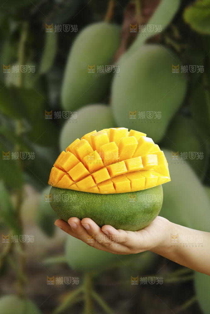 手里拿着凯特芒