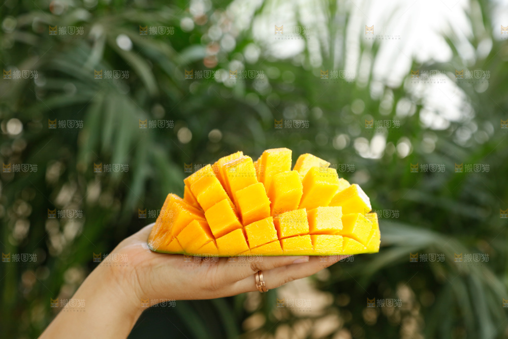 手里拿着凯特芒