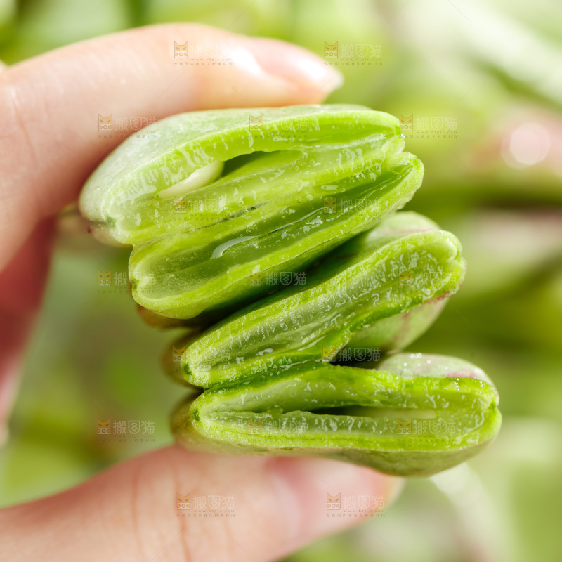 深底上的油豆角