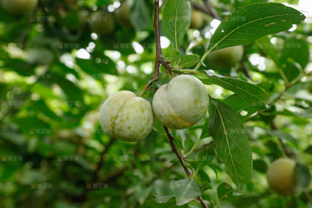 树上的新鲜芙蓉李