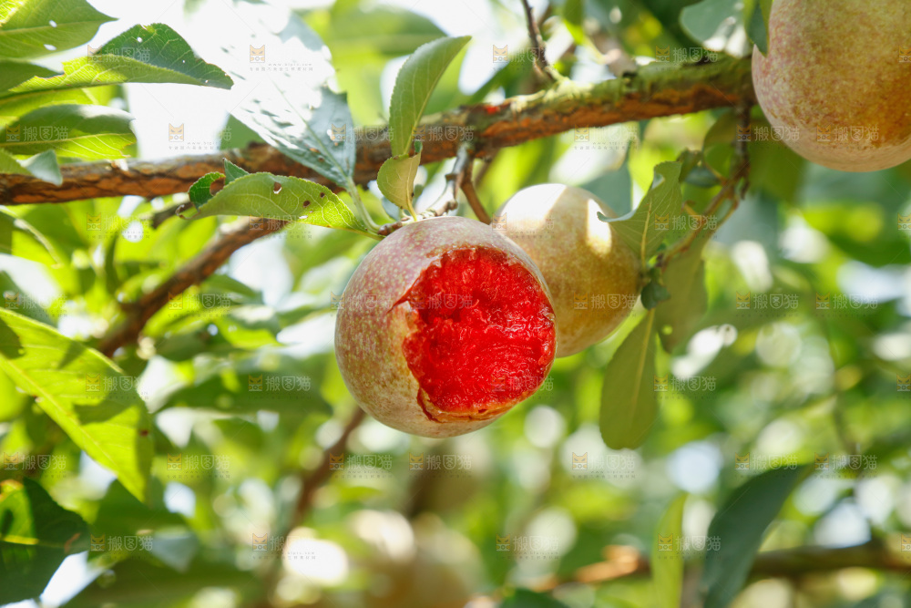树上的新鲜芙蓉李