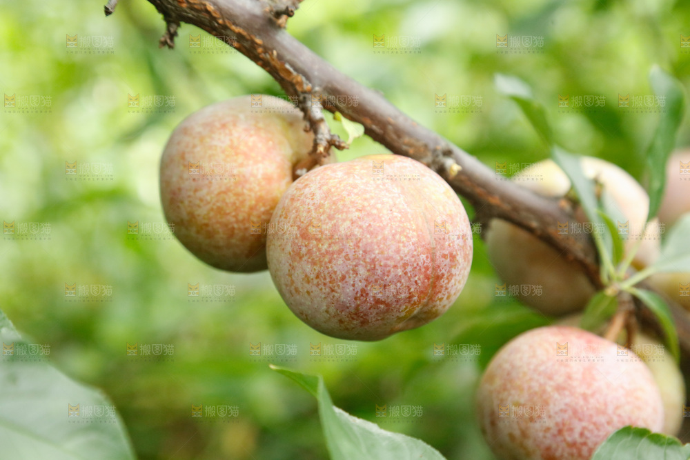 树上的新鲜芙蓉李