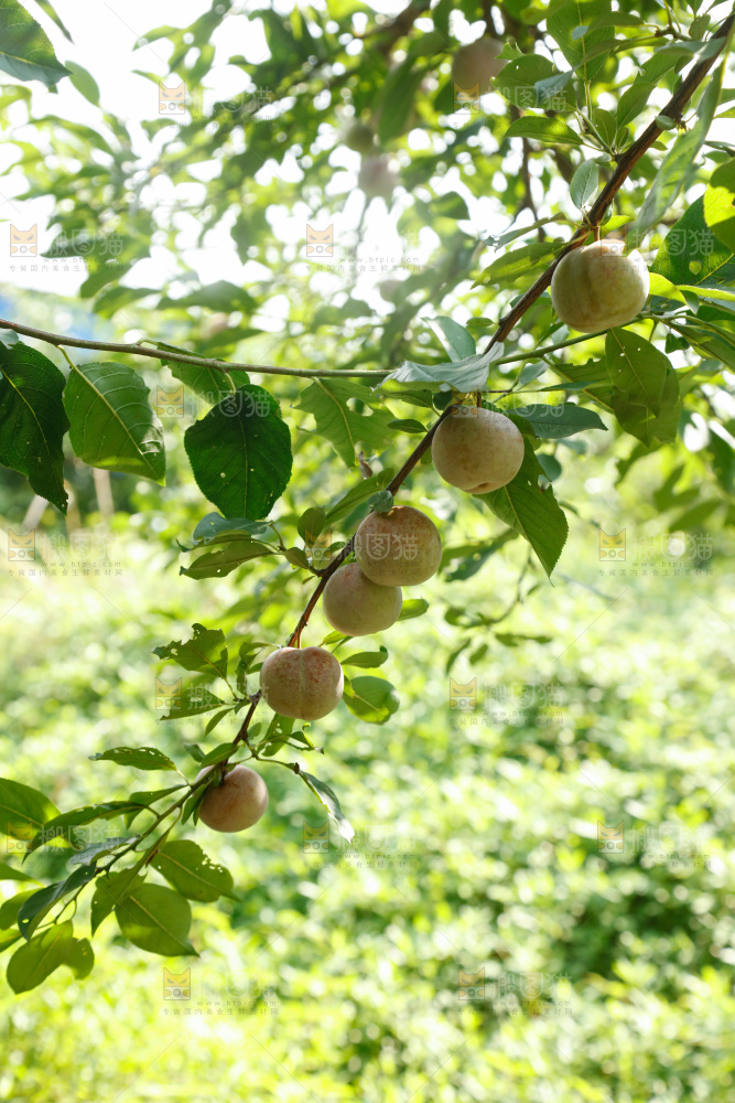 树上的新鲜芙蓉李