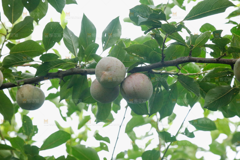 树上的新鲜芙蓉李