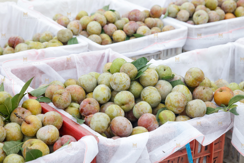 地上放着的现摘芙蓉李