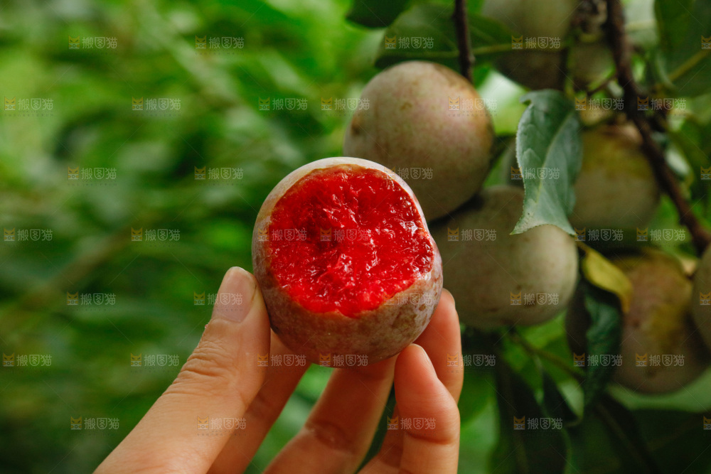 手里拿着芙蓉李