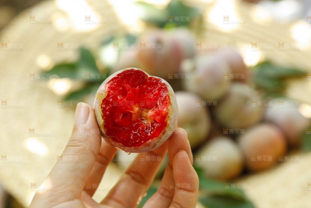 手里拿着芙蓉李