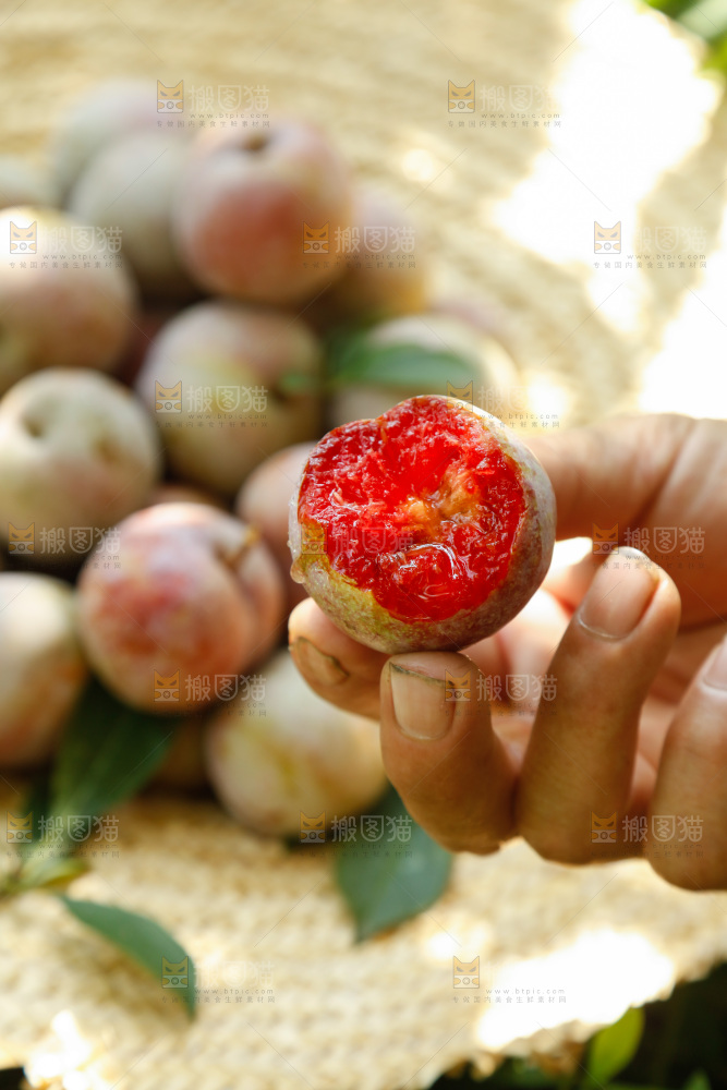 手里拿着芙蓉李