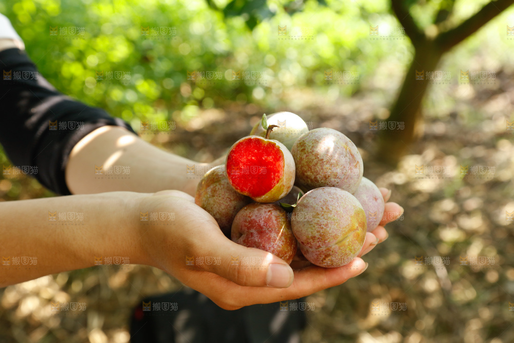 手里拿着芙蓉李