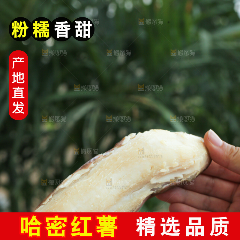 手里拿着白心冰糖薯