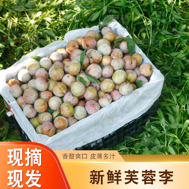 地上放着的现摘芙蓉李