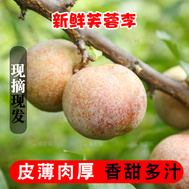 树上的新鲜芙蓉李