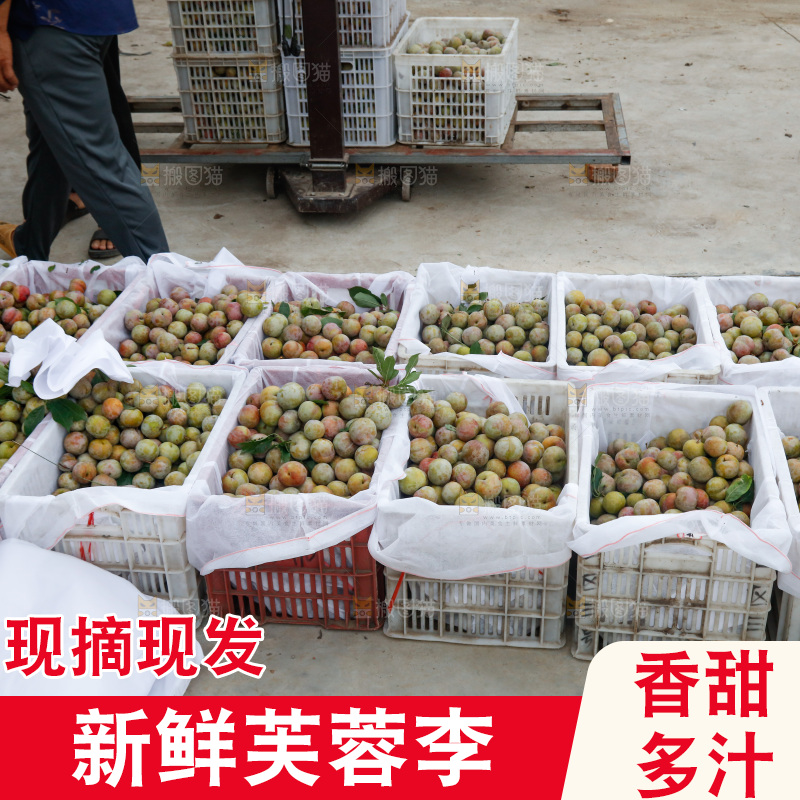 地上放着的现摘芙蓉李