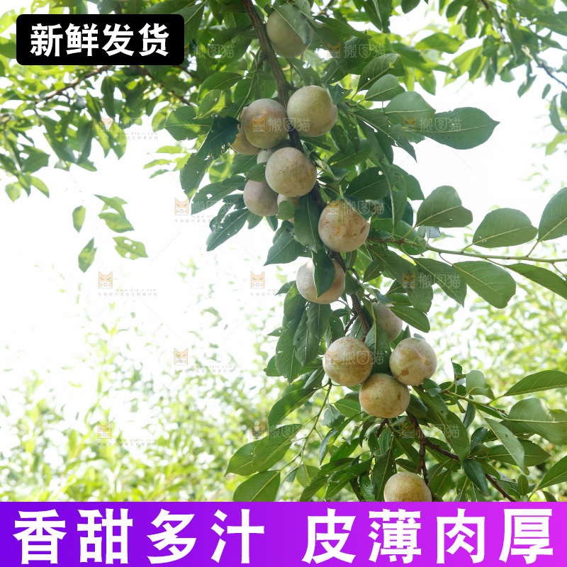 树上的新鲜芙蓉李