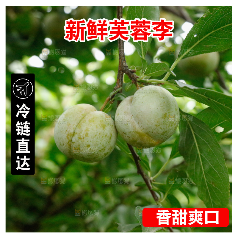 树上的新鲜芙蓉李