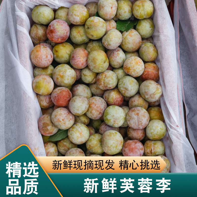 地上放着的现摘芙蓉李