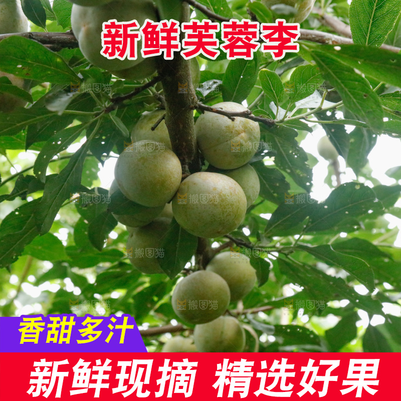 树上的新鲜芙蓉李