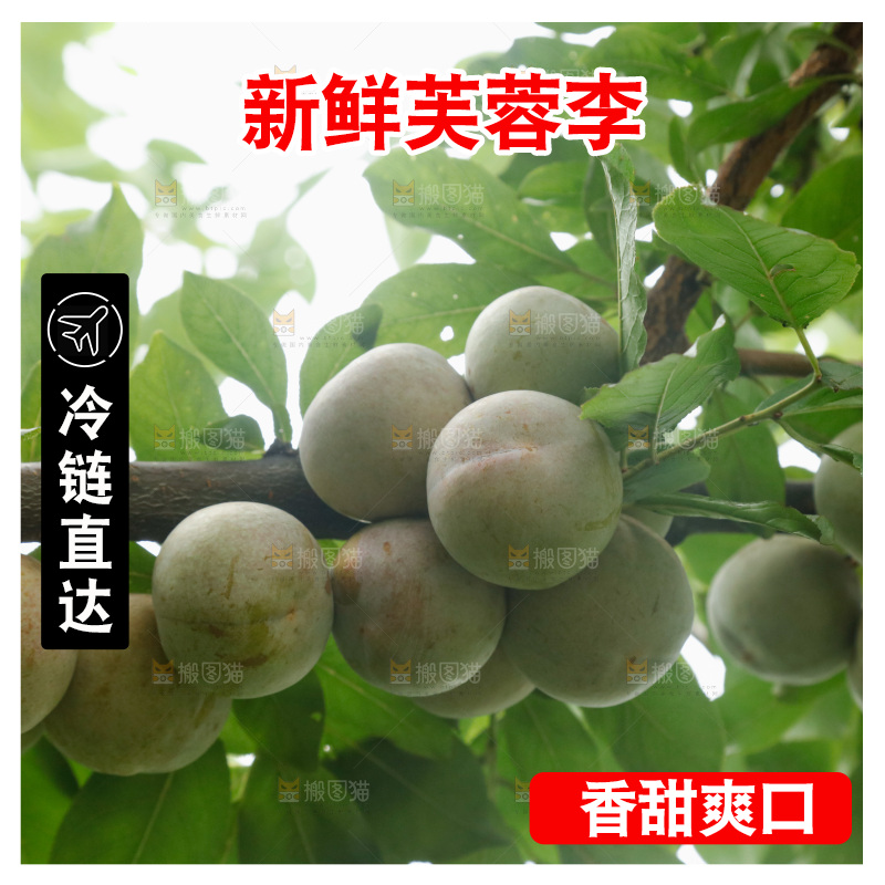 树上的新鲜芙蓉李