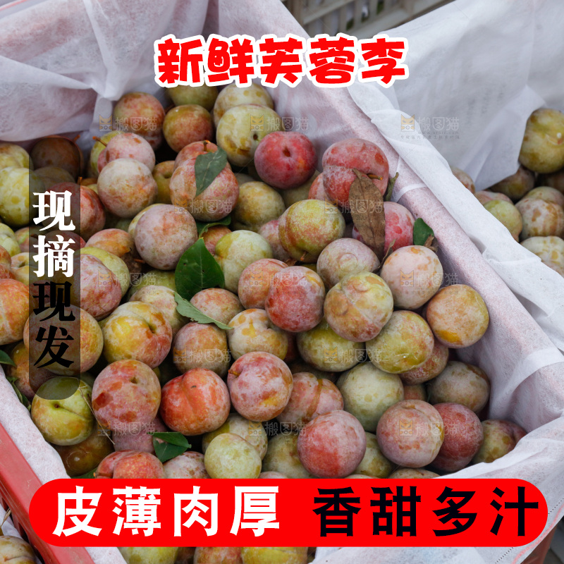 地上放着的现摘芙蓉李
