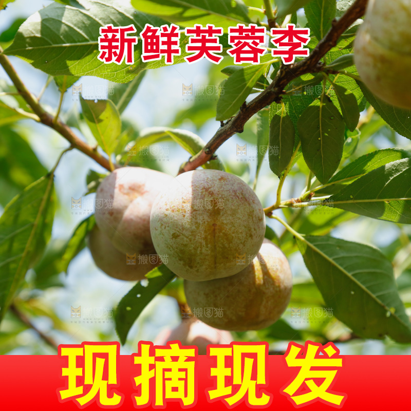 树上的新鲜芙蓉李