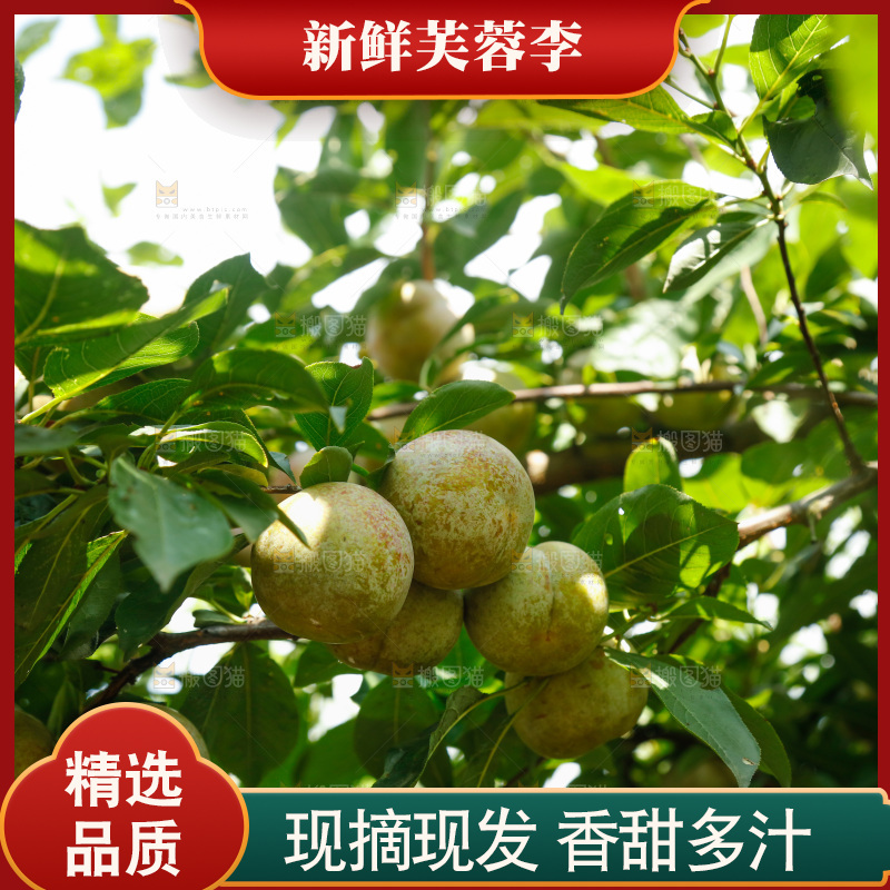 树上的新鲜芙蓉李