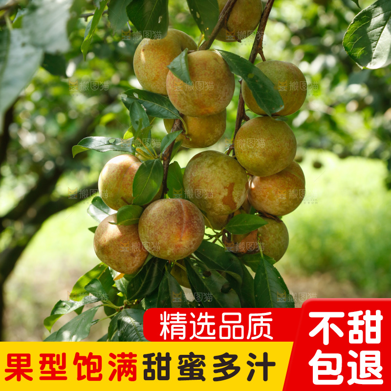 树上的新鲜芙蓉李