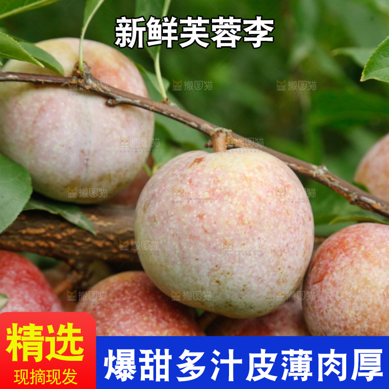 树上的新鲜芙蓉李