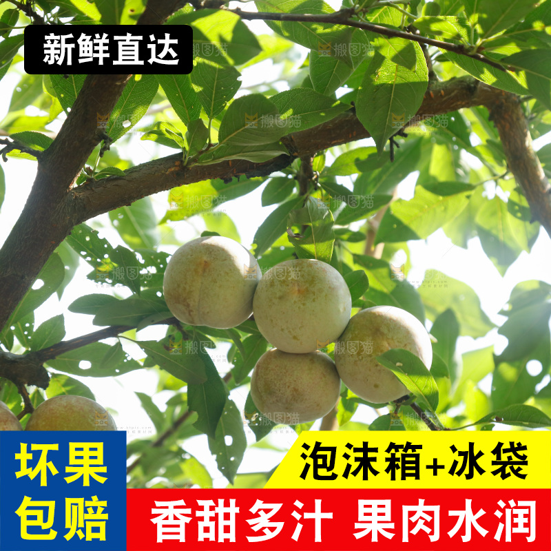 树上的新鲜芙蓉李