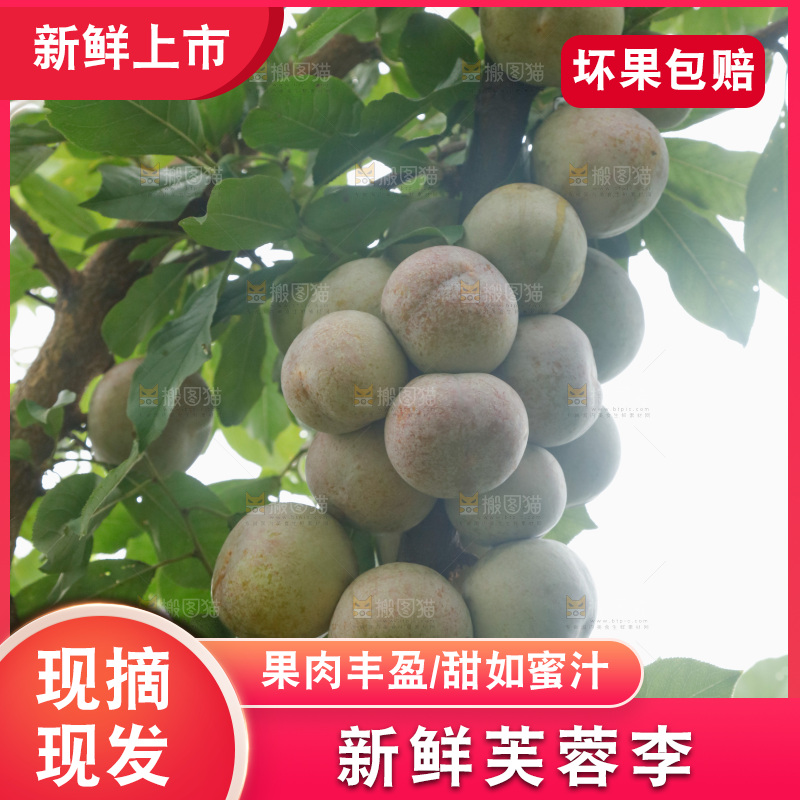 树上的新鲜芙蓉李