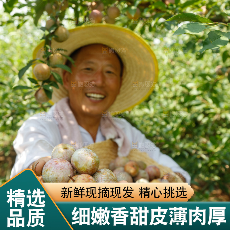 手里拿着芙蓉李